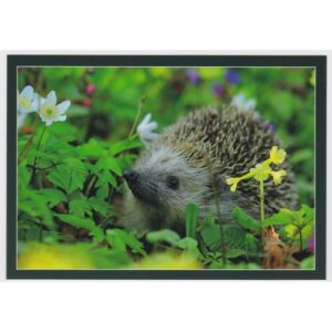 JEŻ 16P431 - pakiet 10 szt