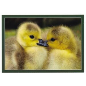 KACZKA KACZĄTKA 17P486 - pakiet 10 szt