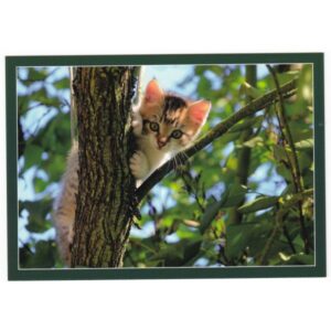 KOT 17P488 - pakiet 10 szt