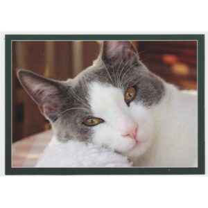 KOT 16P445 - pakiet 10 szt