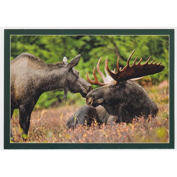 ŁOŚ 16P437 - pakiet 10 szt