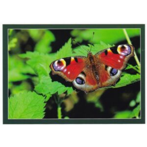 MOTYL RUSAŁKA PAWIK 17P487 - pakiet 10 szt