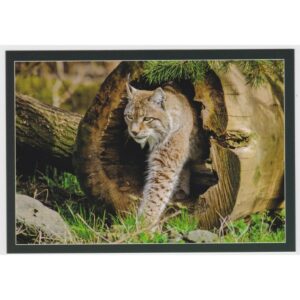 RYŚ KOT 16P430 - pakiet 10 szt