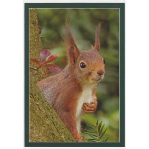 WIEWIÓRKA 16P443 - pakiet 10 szt