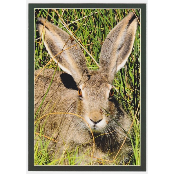 ZAJĄC 16P435 - pakiet 10 szt