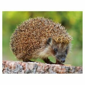 MAGNES NA LODÓWKĘ MAGNETKA JEŻ 3D TRÓJWYMIAROWY 2989