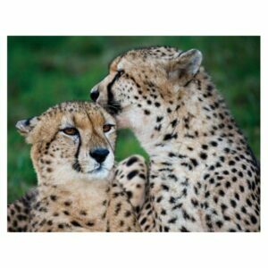 MAGNES NA LODÓWKĘ MAGNETKA GEPARDY 3D TRÓJWYMIAROWA 3052