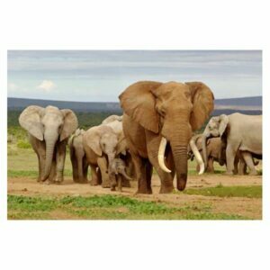 MAGNES NA LODÓWKĘ MAGNETKA 3D TRÓJWYMIAROWY SŁONIE 3036