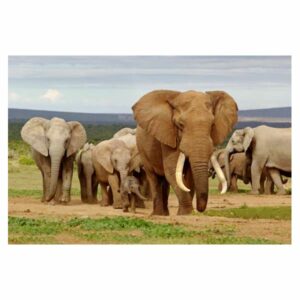 MAGNES NA LODÓWKĘ MAGNETKA 3D TRÓJWYMIAROWY SŁONIE 3036