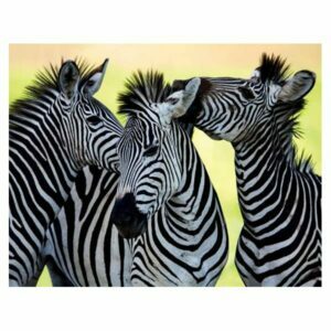 MAGNES NA LODÓWKĘ MAGNETKA 3D TRÓJWYMIAROWY ZEBRY 3041