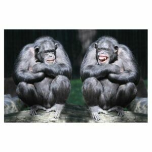 MAGNES NA LODÓWKĘ MAGNETKA 3D TRÓJWYMIAROWY SZYMPANSY 3049