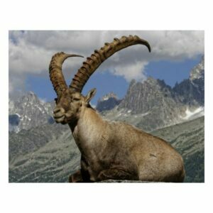 MAGNES NA LODÓWKĘ MAGNETKA 3D TRÓJWYMIAROWY KOZIOROŻEC ALPEJSKI 3051