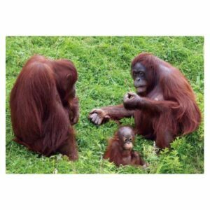 MAGNES NA LODÓWKĘ MAGNETKA 3D TRÓJWYMIAROWY ORANGUTANY 3050