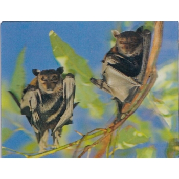 NIETOPERZE MAGNES NA LODÓWKĘ 3D M00039