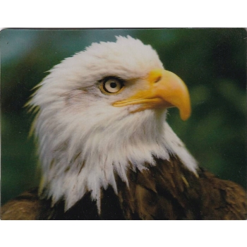 GŁOWA ORŁA MAGNES NA LODÓWKĘ 3D M00327