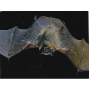 NIETOPERZ SKRZYDŁA MAGNES 3D M00047