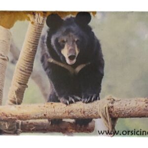 MAGNES NA LODÓWKĘ NIEDŹWIEDŹ ZWIERZĘTA M01793