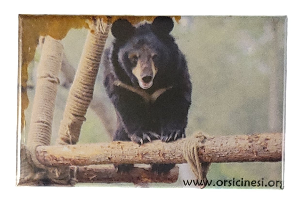 MAGNES NA LODÓWKĘ NIEDŹWIEDŹ ZWIERZĘTA M01793