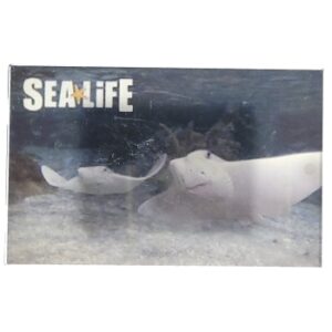 MAGNES NA LODÓWKĘ ŻYCIE W MORZU PŁASZCZKI M02597