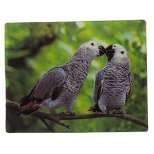 MAGNES NA LODÓWKĘ PAPUGI 3D PTAKI M02906