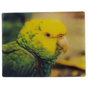 MAGNES NA LODÓWKĘ PAPUGA 3D PTAKI M02908