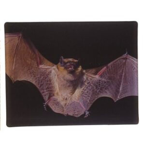 MAGNES NA LODÓWKĘ NIETOPERZ 3D ZWIERZĘTA M02966