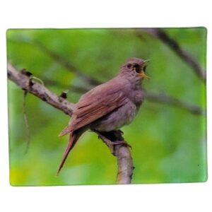 MAGNES NA LODÓWKĘ SŁOWIK SZARY 3D PTAKI M02981