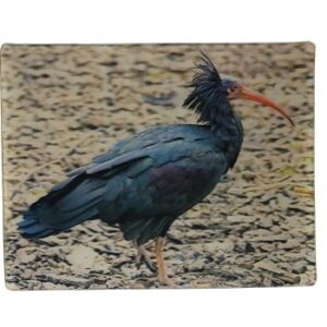 MAGNES NA LODÓWKĘ IBIS GRZYWIASTY 3D PTAKI M02984