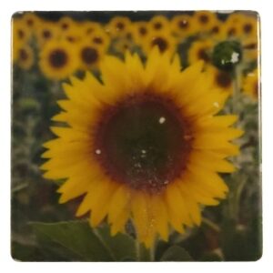 MAGNES NA LODÓWKĘ SŁONECZNIK NA KAFELKU M04148