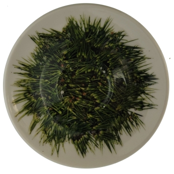 Talerzyk Espresso spodek z motywem barba di frate (broda mnicha) TAL00057