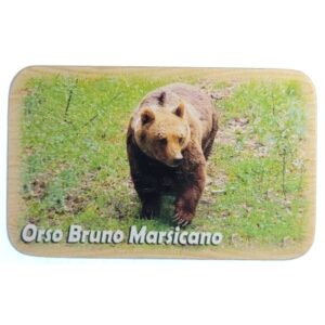 Magnes niedźwiedź brunatny (Ursus arctos)  M14818